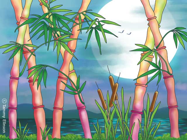 Moon & Bamboo